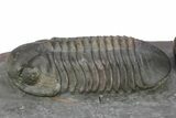 Pair Of Large Struveaspis Trilobite - Jorf, Morocco #235697-4